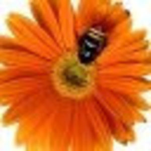 Meet your Posher, Bratislav